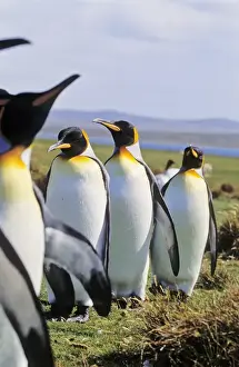 Images Dated 30th November 2012: King Penguin (Aptenodytes patagonica) group near the colony at Volunteer Point