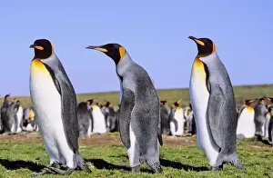 King Penguin (Aptenodytes patagonica) group near the colony at Volunteer Point
