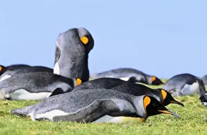 King Penguin (Aptenodytes patagonica) group resting near the colony at Volunteer