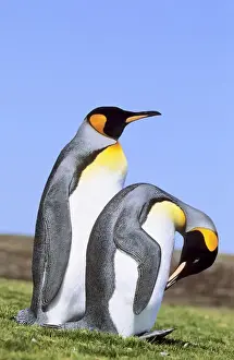 Images Dated 30th November 2012: King Penguin (Aptenodytes patagonica) pair near the colony at Volunteer Point