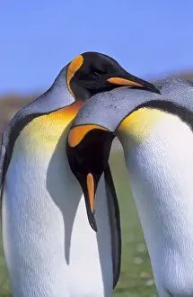 King Penguin (Aptenodytes patagonica) pair preparing for mating near the colony