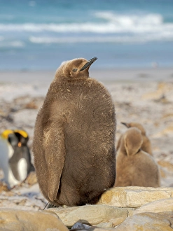 Malvinas Prints: King Penguin (Aptenodytes patagonicus)