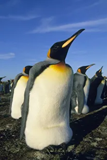 King Penguin, (Aptenodytes patagonicus), incubating, Volunteer Point, Falkland Islands