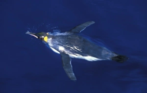 King Penguin, (Aptenodytes patagonicus), underwater, Macquarie Island, sub-Antarctic Australia