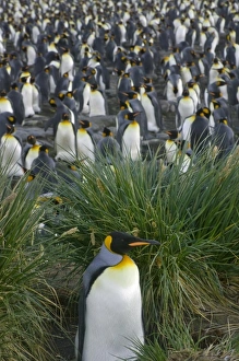 King Penguin (Aptenodytes patagonicus), Gold Harbor, South Georgia, Antarctica