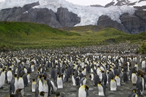 King Penguin (Aptenodytes patagonicus), Gold Harbor, South Georgia, Antarctica
