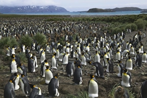 King Penguin (Aptenodytes patagonicus), Salisbury Plain, South Georgia, Antarctica