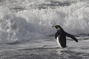 Gold Harbor Prints: King Penguin (Aptenodytes patagonicus) on the beach, Gold Harbor, South Georgia