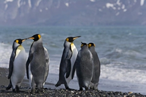 King Penguin (Aptenodytes patagonicus) on the beach, Salisbury Plain, South Georgia