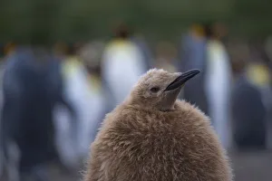 Gold Harbor Prints: King Penguin (Aptenodytes patagonicus) chick, Gold Harbor, South Georgia, Antarctica