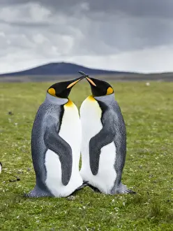 King Penguin (Aptenodytes patagonicus) on the Falkand Islands in the South Atlantic