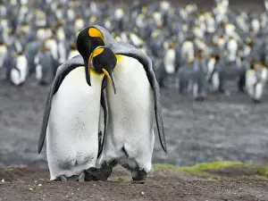 Images Dated 14th January 2015: King Penguin (Aptenodytes patagonicus) on the Falkand Islands in the South Atlantic