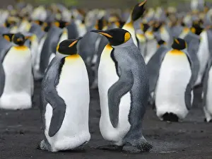 Images Dated 14th January 2015: King Penguin (Aptenodytes patagonicus) on the Falkand Islands in the South Atlantic