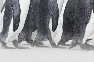 Images Dated 15th January 2015: King Penguin (Aptenodytes patagonicus) on the Falkand Islands in the South Atlantic