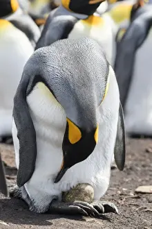Images Dated 16th January 2015: King Penguin (Aptenodytes patagonicus) on the Falkand Islands in the South Atlantic