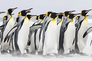 Images Dated 15th January 2015: King Penguin (Aptenodytes patagonicus) on the Falkand Islands in the South Atlantic