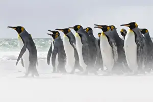 King Penguin (Aptenodytes patagonicus) on the Falkand Islands in the South Atlantic