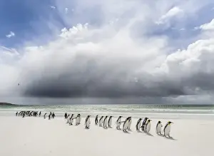 Images Dated 16th January 2015: King Penguin (Aptenodytes patagonicus) on the Falkand Islands in the South Atlantic