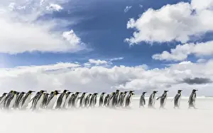 King Penguin (Aptenodytes patagonicus) on the Falkand Islands in the South Atlantic