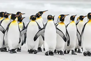 Images Dated 15th January 2015: King Penguin (Aptenodytes patagonicus) on the Falkand Islands in the South Atlantic