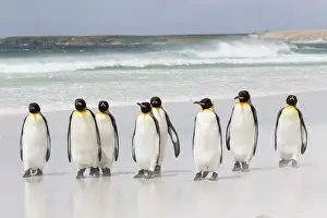 Images Dated 16th January 2015: King Penguin (Aptenodytes patagonicus) on the Falkand Islands in the South Atlantic