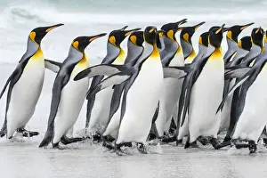 Images Dated 15th January 2015: King Penguin (Aptenodytes patagonicus) on the Falkand Islands in the South Atlantic