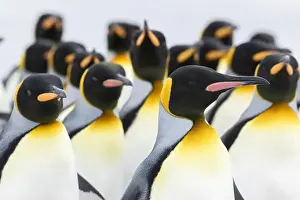 Images Dated 15th January 2015: King Penguin (Aptenodytes patagonicus) on the Falkand Islands in the South Atlantic