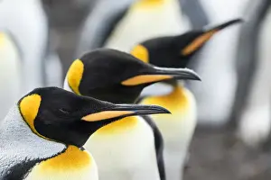 Images Dated 15th January 2015: King Penguin (Aptenodytes patagonicus) on the Falkand Islands in the South Atlantic