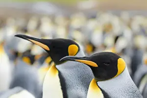 Images Dated 15th January 2015: King Penguin (Aptenodytes patagonicus) on the Falkand Islands in the South Atlantic