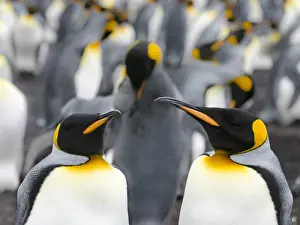 Images Dated 14th January 2015: King Penguin (Aptenodytes patagonicus) on the Falkand Islands in the South Atlantic