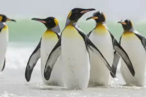 Images Dated 16th January 2015: King Penguin (Aptenodytes patagonicus) on the Falkand Islands in the South Atlantic