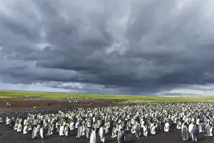 Images Dated 14th January 2015: King Penguin (Aptenodytes patagonicus) on the Falkand Islands in the South Atlantic