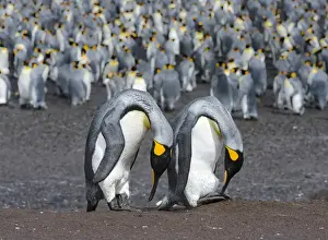 King Penguin (Aptenodytes patagonicus) on the Falkand Islands in the South Atlantic