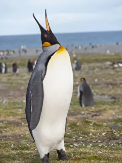 Images Dated 28th October 2017: King Penguin (Aptenodytes patagonicus) on the island of South Georgia, rookery in St