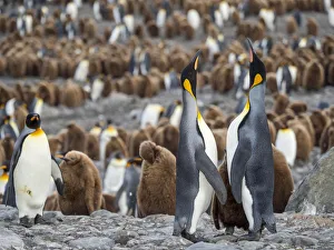 King Penguin (Aptenodytes patagonicus) on the island of South Georgia, rookery in St