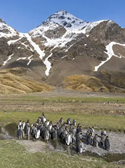 King Penguin (Aptenodytes patagonicus) on the island of South Georgia, rookery in Fortuna Bay