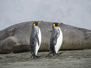 King Penguin (Aptenodytes patagonicus) on the island of South Georgia, rookery in St