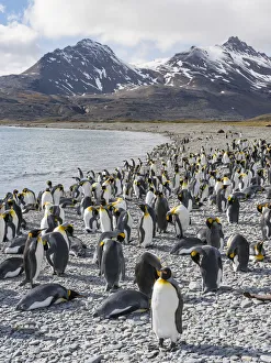 Images Dated 29th October 2017: King Penguin (Aptenodytes patagonicus) rookery in Fortuna Bay. South Georgia Island