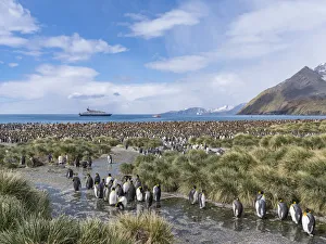 Images Dated 28th October 2017: King Penguin (Aptenodytes patagonicus) rookery in Gold Harbour