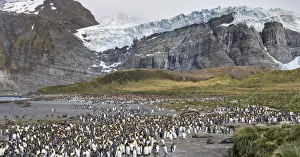 Images Dated 28th October 2017: King Penguin (Aptenodytes patagonicus) rookery in Gold Harbour. South Georgia Island
