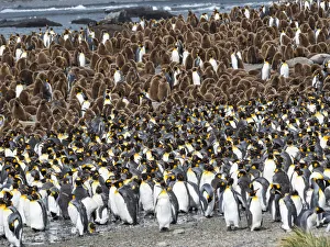 King Penguin (Aptenodytes patagonicus) rookery in Gold Harbour. South Georgia Island