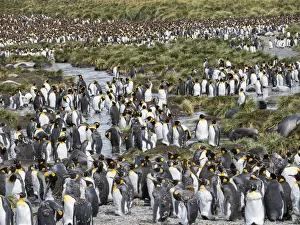 Images Dated 28th October 2017: King Penguin (Aptenodytes patagonicus) rookery in Gold Harbour. South Georgia Island