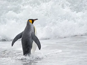 King Penguin (Aptenodytes patagonicus) rookery on Salisbury Plain in the Bay of Isles