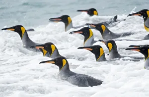 Images Dated 1st November 2017: King Penguin (Aptenodytes patagonicus) rookery on Salisbury Plain in the Bay of Isles