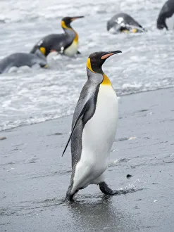 Images Dated 1st November 2017: King Penguin (Aptenodytes patagonicus) rookery on Salisbury Plain in the Bay of Isles