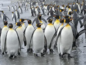 Images Dated 1st November 2017: King Penguin (Aptenodytes patagonicus) rookery on Salisbury Plain in the Bay of Isles