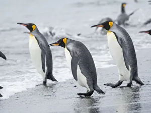King Penguin (Aptenodytes patagonicus) rookery on Salisbury Plain in the Bay of Isles