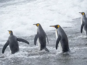 King Penguin (Aptenodytes patagonicus) rookery on Salisbury Plain in the Bay of Isles