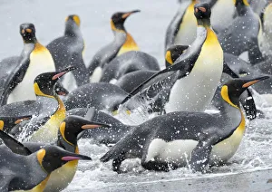 King Penguin (Aptenodytes patagonicus) rookery on Salisbury Plain in the Bay of Isles