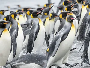 Images Dated 1st November 2017: King Penguin (Aptenodytes patagonicus) rookery on Salisbury Plain in the Bay of Isles